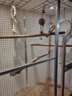 Vogelopvang papegaaien, Meerdere dieren, Papegaai