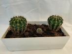 Bakje met cactussen (2 groot en 1 klein), Ophalen, Minder dan 100 cm, Volle zon, In pot