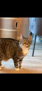 Poes (misty) zoekt een huisje <3, Poes