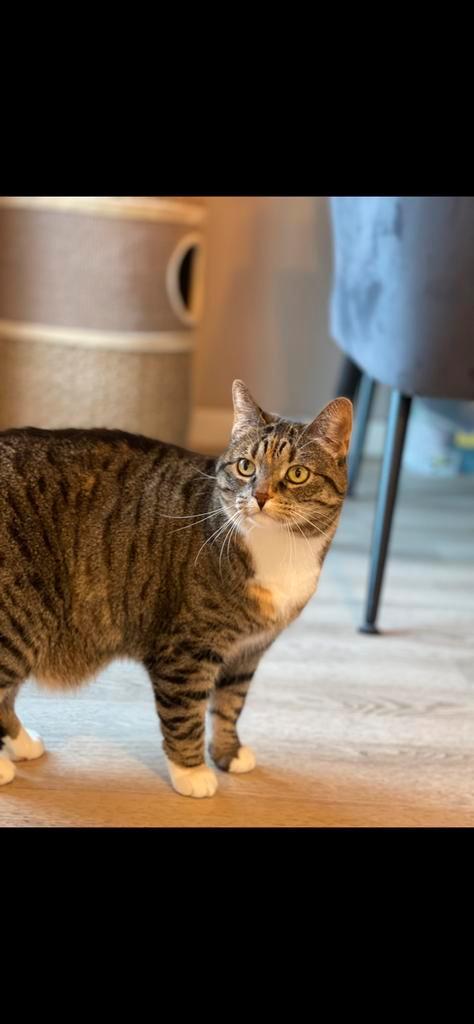 Poes (misty) zoekt een huisje <3, Dieren en Toebehoren, Katten en Kittens | Overige Katten, Poes