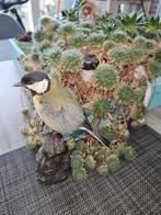 Prachtige opgezette Koolmees ( Man ), Ophalen of Verzenden, Nieuw, Vogel, Opgezet dier