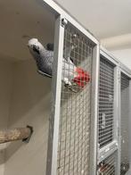 Grrijze roodstaart pop, Vrouwelijk, Papegaai, Geringd