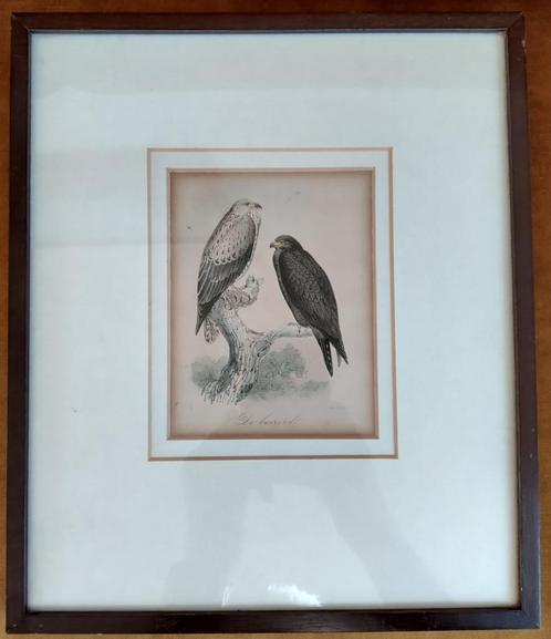 Twee handgekleurde originele gravures van roofvogels - 1860, Antiek en Kunst, Kunst | Etsen en Gravures, Ophalen of Verzenden