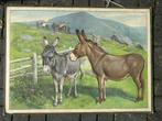 Ezel, Antiek en Kunst, Antiek | Schoolplaten, Ophalen of Verzenden, Natuur en Biologie