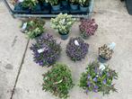 Hebe Addenda 17 cm en 23 cm pot diverse kleuren, Ophalen, Zomer, Overige soorten