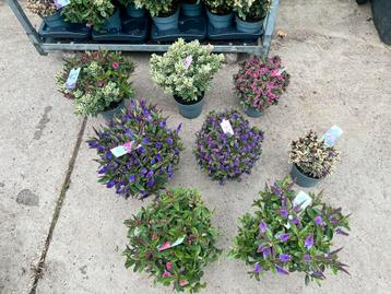 Hebe Addenda 17 cm en 23 cm pot diverse kleuren beschikbaar voor biedingen