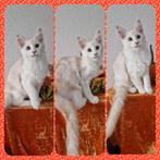 Maine Coons kittens met stamboom, Dieren en Toebehoren, Meerdere dieren, Gechipt, 0 tot 2 jaar