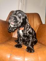 English Cocker spaniel puppy, 8 tot 15 weken, Meerdere, Meerdere dieren, Spaniël