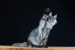 Grey smoke dekkater Maine Coon ter dekking, Dieren en Toebehoren