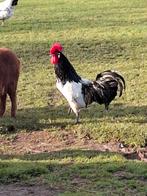 Lakervelder haan te koop, Dieren en Toebehoren, Mannelijk, Kip