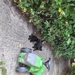 Boederij kittens, Dieren en Toebehoren, Katten en Kittens | Overige Katten, Kater, Kortharig, 0 tot 2 jaar
