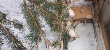  Rode agate Canaries en vinken beschikbaar voor biedingen