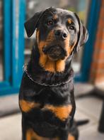 Rottweiler pup 6 maand, Dieren en Toebehoren, België, Particulier, 15 weken tot 1 jaar, Teef