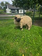 Walliser schwarznase stamboek dekram, Dieren en Toebehoren, Mannelijk, Schaap