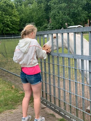 Gevraagd : verzorgponny of helpende hand bij een stal beschikbaar voor biedingen