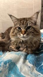 Nieuw huisje gezocht voor grote Maine Coon later, Kater, Gechipt, 3 tot 5 jaar