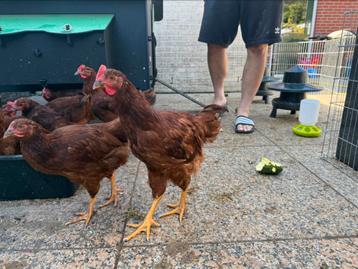 5 Jonge Rhode Island Red Hanen (25 juni geboren) beschikbaar voor biedingen