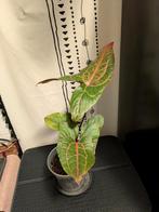 Alocasia Black Jack, Huis en Inrichting, Kamerplanten, Ophalen of Verzenden, Halfschaduw, Minder dan 100 cm