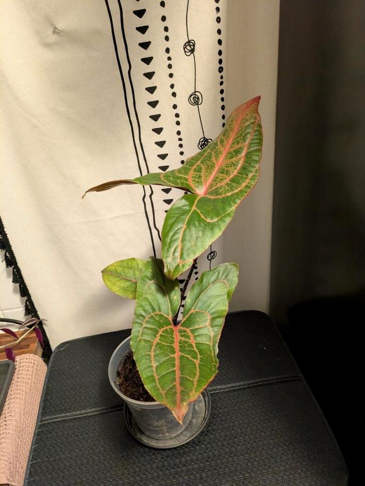 Alocasia Black Jack, Huis en Inrichting, Kamerplanten, Minder dan 100 cm, Halfschaduw, Ophalen of Verzenden