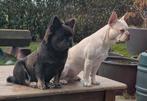 franse bulldog reutje met stmb, verz,  garant en DNA getest, Reu, CDV (hondenziekte), 8 tot 15 weken, Bulldog
