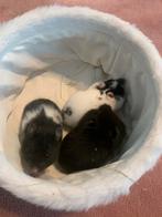 Laatste 4 goudhamsters Syrische hamsters kleintjes., Dieren en Toebehoren, Meerdere dieren, Hamster, Tam
