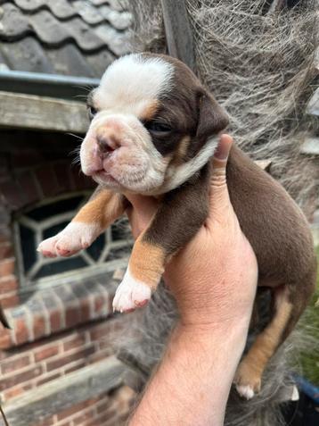 Bullforce Old English Bulldog pups vanaf 1500€ beschikbaar voor biedingen