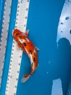 40 cm doitsu koi, Dieren en Toebehoren, Karper of Koi