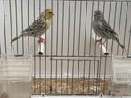 Kanaries, Dieren en Toebehoren, Vogels | Kanaries, Meerdere dieren, Kleurkanarie