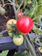 Zaden snoeptomaatje Gartenperle, Tuin en Terras, Verzenden, Volle zon