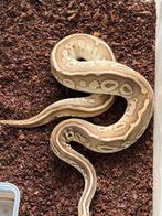 Leopard Butter Pastel koningspython man van 2023, Dieren en Toebehoren, Reptielen en Amfibieën, Slang, Tam, 0 tot 2 jaar