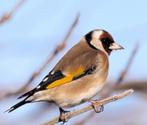Bloemputter pop gezocht, Vrouwelijk, Wildzangvogel