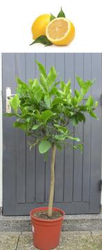 Citroen Op Stam-Citrus Limon-+14 Vruchten- 125 cm Hoog, Tuin en Terras, Planten | Fruitbomen, Ophalen, Lente, Volle zon, In pot