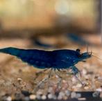Blauwe garnalen, Dieren en Toebehoren, Kreeft, Krab of Garnaal