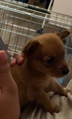 Chihuahua 5 maanden oud, 15 weken tot 1 jaar, Reu, Parvo, Eén hond