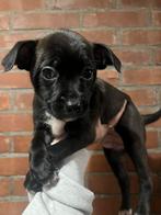 Chipit puppy’s (pitbull x chihuahua/vlinderhond), Dieren en Toebehoren, Honden | Niet-rashonden, Particulier, Meerdere, 8 tot 15 weken