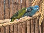Broedkoppel catharina parkieten, Meerdere dieren, Parkiet, Geringd