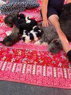 Boomer pups, Dieren en Toebehoren, Rabiës (hondsdolheid), 8 tot 15 weken, Meerdere, Meerdere dieren