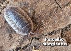 Porcellio marginatus, Dieren en Toebehoren, Insecten en Spinnen, Overige soorten