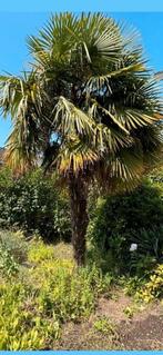 Palmboom palmbomen gezocht, Tuin en Terras, Planten | Bomen, 100 tot 250 cm, Zomer, Palmboom, Ophalen