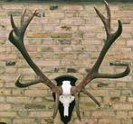 Geweitrofee van een hert, Huis en Inrichting, Ophalen of Verzenden, Gebruikt