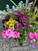 Arrangement, Ophalen, Zomer, Overige soorten, Volle zon