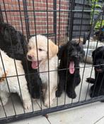 Huiskamer nest labradoodle pups nog 3 reutjes beschikbaar, Dieren en Toebehoren, Honden | Retrievers, Spaniëls en Waterhonden