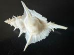 schelpen Murex Alabaster 13 cm, Verzamelen, Ophalen, Schelp(en)