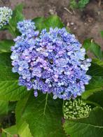 Hortensia blauw, Ophalen of Verzenden, Overige soorten, Halfschaduw