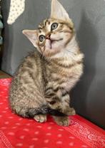 Kittens kittens vrouwtjes, Dieren en Toebehoren, Katten en Kittens | Raskatten | Korthaar, Poes