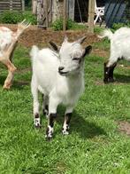 Dwerggeiten bokje, Dieren en Toebehoren, Schapen, Geiten en Varkens, Mannelijk, Geit, 0 tot 2 jaar