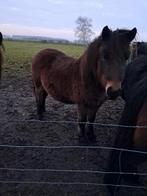 Welsch × shetlander, Dieren en Toebehoren, Pony's, 0 tot 2 jaar, Hengst, A pony (tot 1.17m), Onbeleerd
