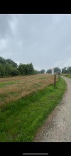 Weidegang te huur!, Dieren en Toebehoren, Stalling en Weidegang, Weidegang, 2 of 3 paarden of pony's