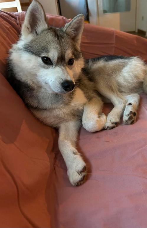 Pomsky hond reu 1 jaar op zoek naar nieuw thuis, Dieren en Toebehoren, Honden | Poolhonden, Keeshonden en Oertypen, Reu, Keeshond