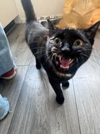 Kitten